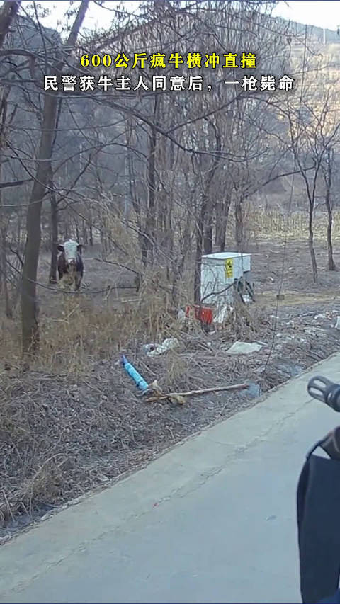 疯牛横冲直撞，被民警一枪击毙