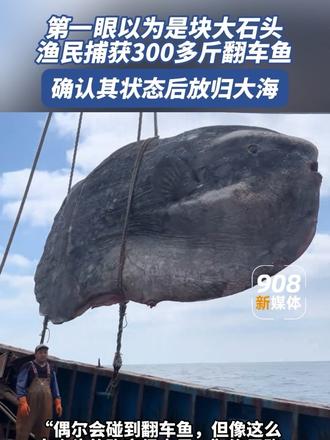 好大的鱼！渔民捕获300多斤翻车鱼。