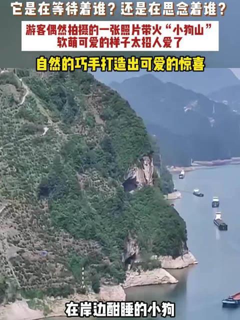 【#长江边小山酷似趴地小狗# 】 10月24日（发布），湖北宜昌，游客自驾路过秭归观景台时，拍摄到长