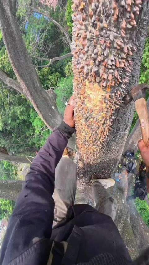 印度尼西亚小伙采蜜第一视角  ​​​