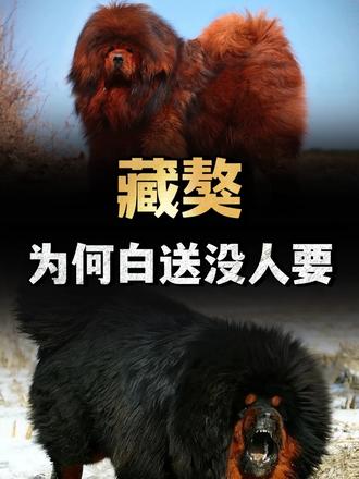 曾身价上千万的藏獒，如今为何白送都没人要，变成流浪狗？ （2）