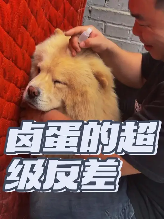 天啊，豫西最高傲的松狮卤蛋竟然能听懂小丁的大道理，上药也没问题的了哈哈