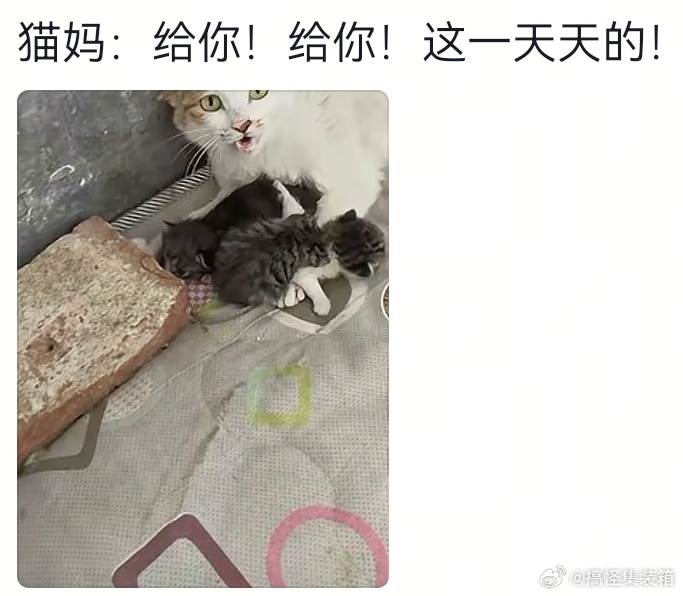 随机发射一只小猫咪 <p class="imgbox"><!--{img:0}--></p><p c