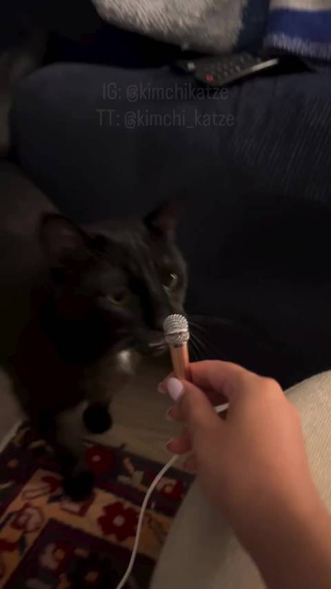 采访到一只话很多的小猫  ​​​