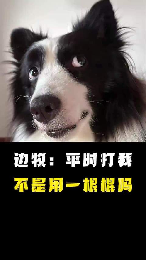 #狗狗误以为主人买了一捆揍它的棍子# 看着小狗慌不择路逃跑的样子，好笑之余心里也有点发酸。   其实