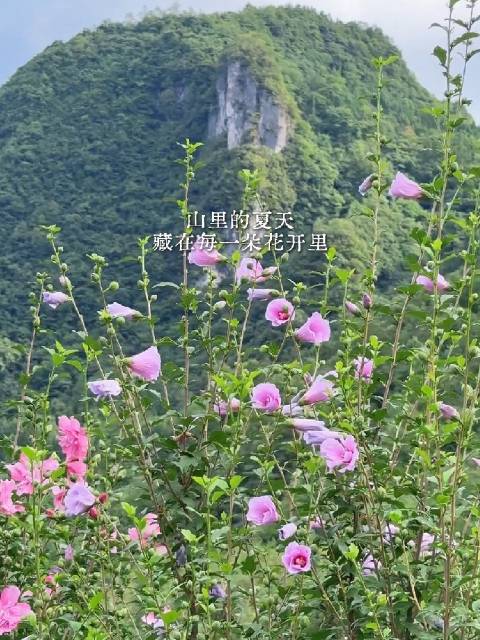 松饼塔#一分钟精选视频扶持计划#