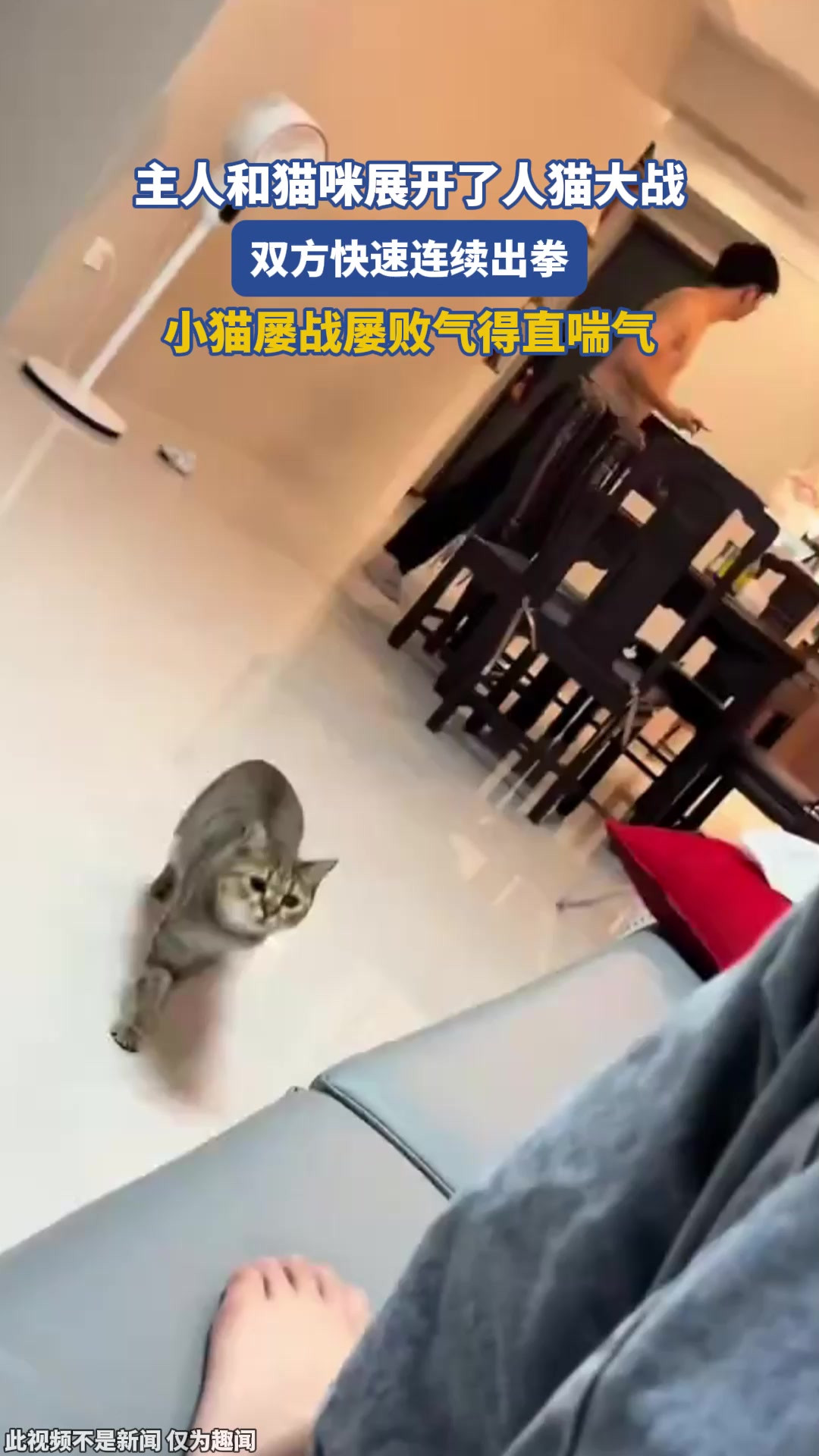 主人和猫咪展开了人猫大战，双方快速连续出拳，小猫屡战屡败气得直喘气