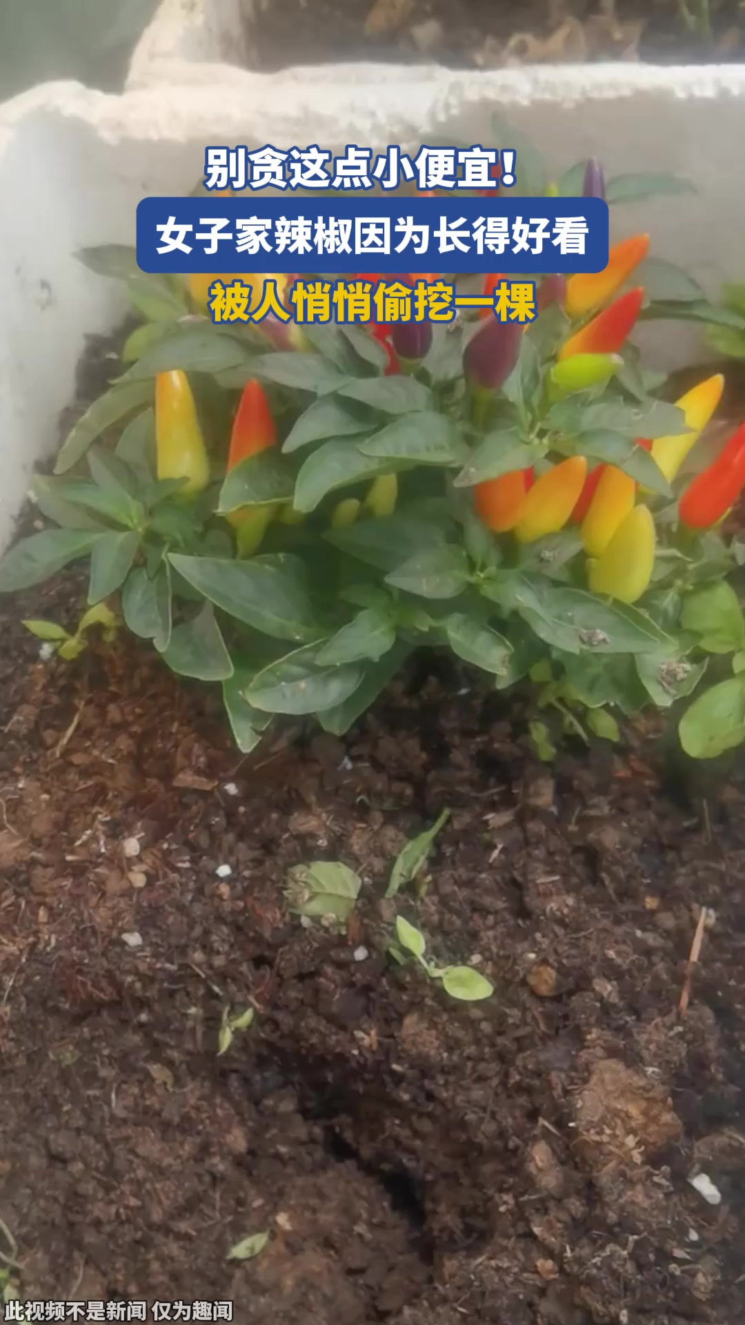 别贪这点小便宜！女子家辣椒因为长得好看，被人悄悄偷挖一棵