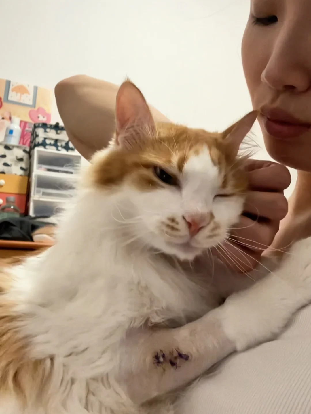 当你亲亲你家小猫！
