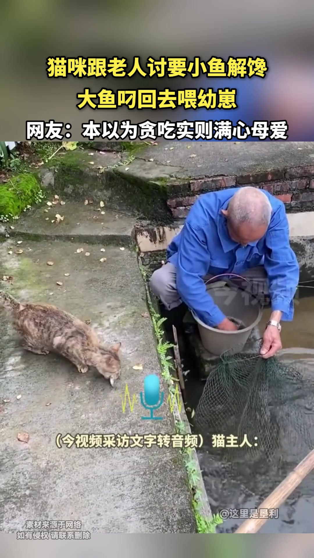 猫咪跟老人讨要小鱼解馋，大鱼叼回去喂幼崽