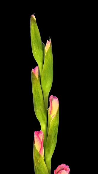 花开花满天之las漫研