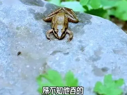 潘长江口吞青蛙戏的幕后真相，你知道吗？