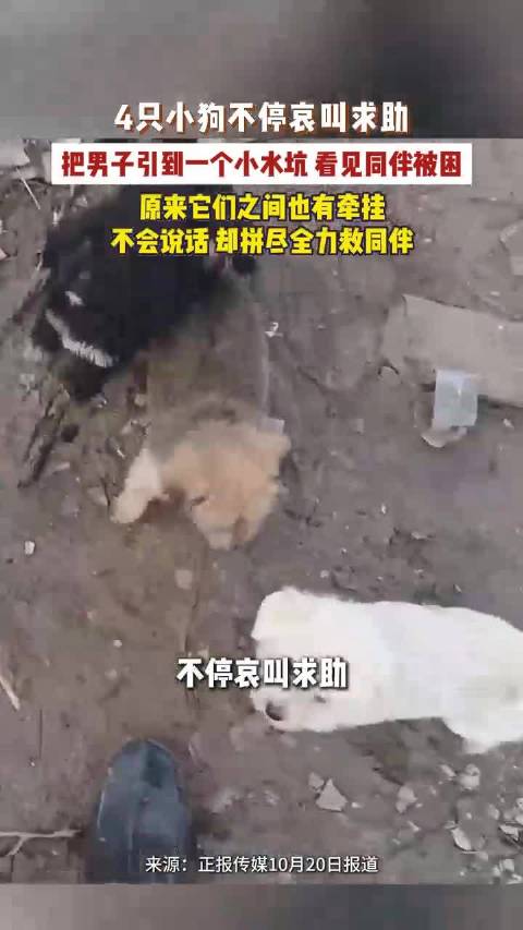 【#4只小狗哀叫引男子救同伴# 水坑里还有一只】