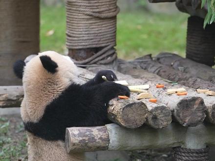 这个餐桌有点高