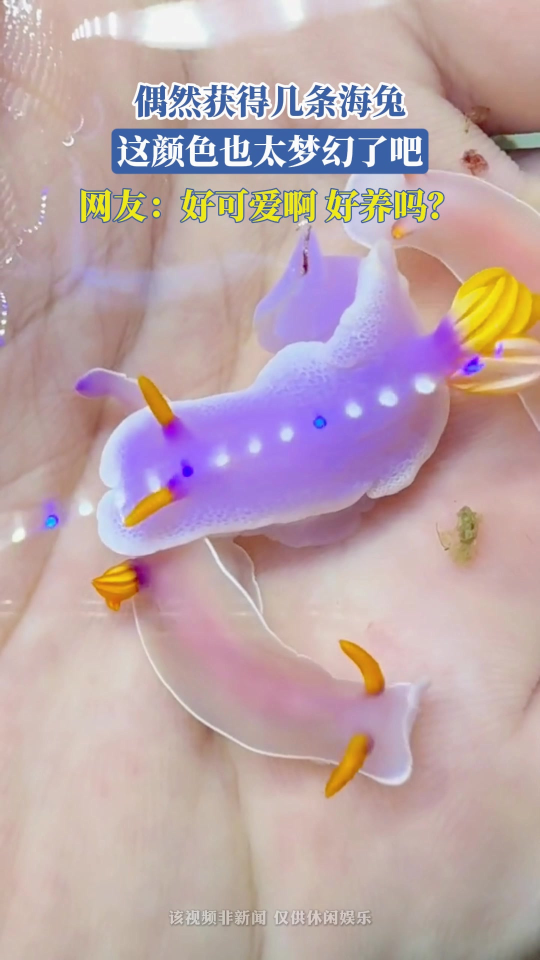 偶然获得几条海兔，这颜色也太梦幻了吧，网友：好可爱啊，好养吗？