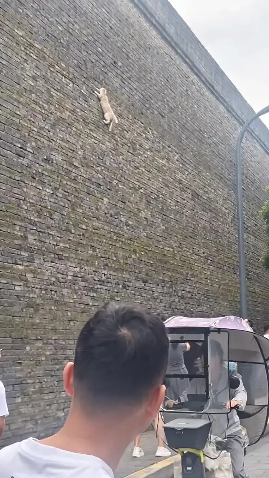 这猫咪攀爬能力好强