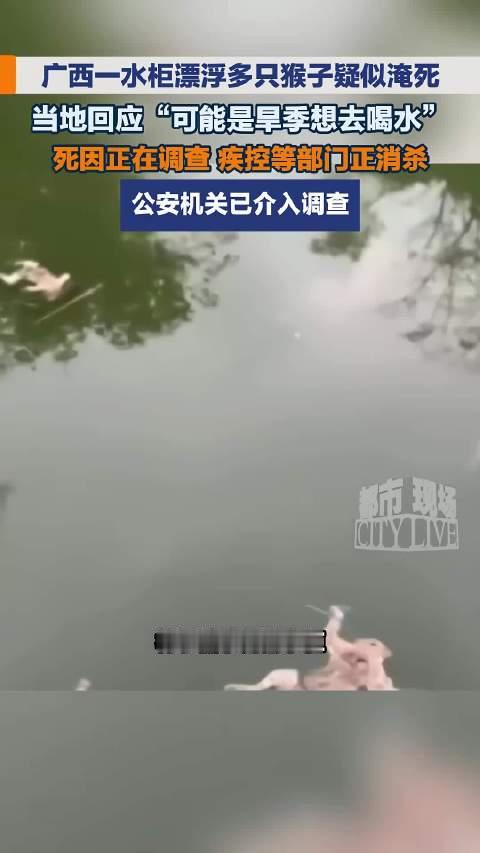 #马山通报多只猴子在水柜溺亡#广西一水柜漂浮多只猴子 疑似淹死，当地回应“可能是 旱季想去喝水