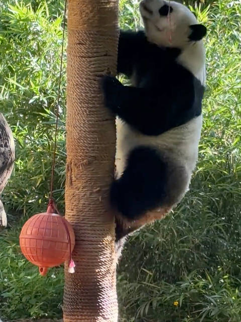 小企鹅舜舜上凉亭太可爱啦！   ​​​