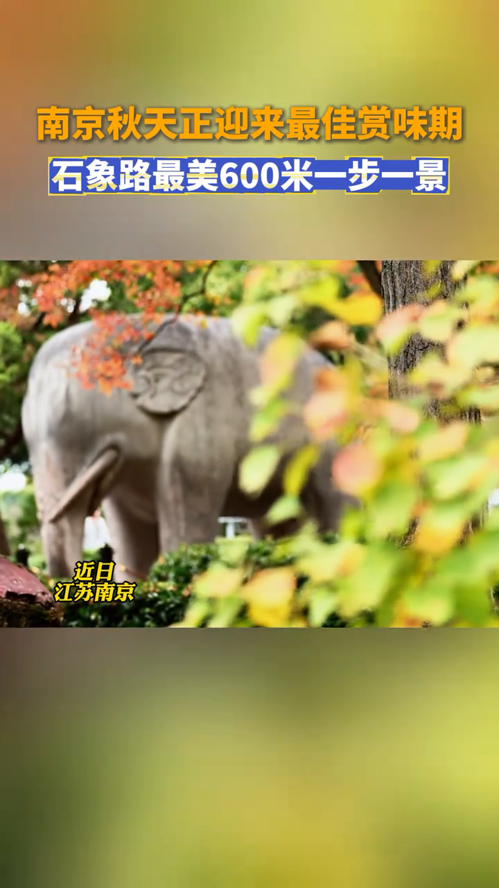 南京“最美600米”明孝陵神道绚丽秋景正式上线了！