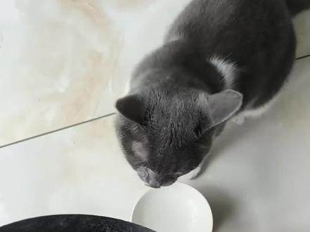 一只对炒猫粮情有独钟的猫，没翻炒过干饭开关就无法打开