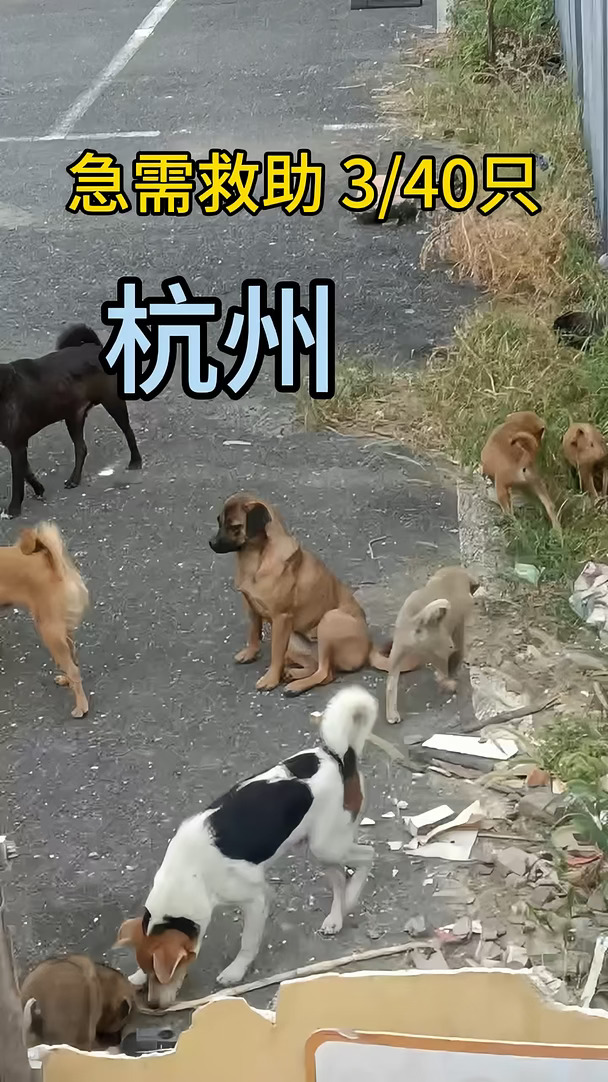 杭州 急需救助‼️