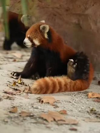 竹林精灵小科普 它既不是大熊猫宝宝，也不是浣熊！  学名红熊猫，独立【小熊猫科】 红棕软毛+白脸蛋，