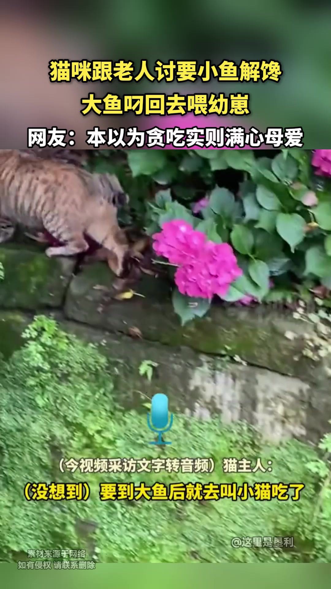 猫咪跟老人讨要小鱼解馋，大鱼叼回去喂幼崽