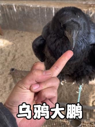 乌鸦究竟有多聪明？不仅会烧火做饭，还会捡钱养活主人