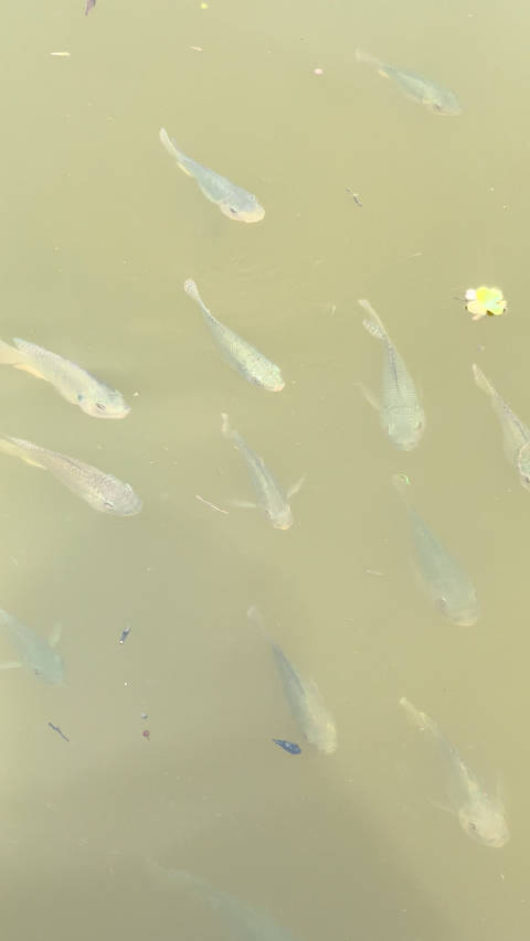 30度的深圳，好热好热好热🥵儿子跟我说，他已经把冬天的被子都给换上了，说武汉早晚只有13度，15度左