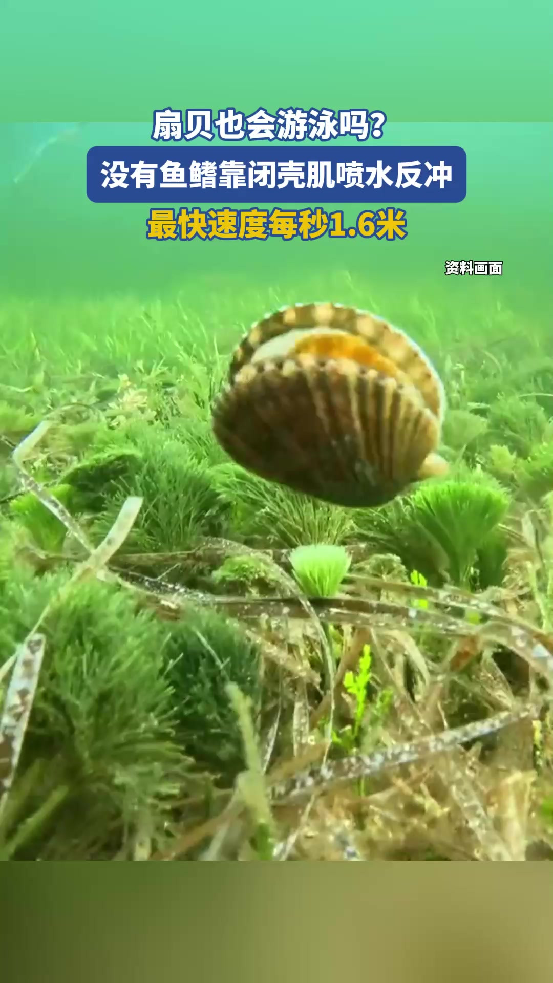 扇贝也会游泳吗？没有鱼鳍靠闭壳肌喷水反冲，最快速度每秒1.6米