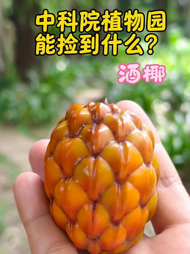 看这里，教你逛中科院植物园，怎么捡种子？