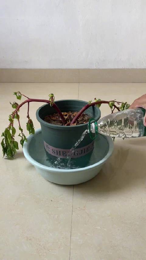 #第一次这么直观看植物喝水# 增长见识中……第一次这么直观的看见过植物喝水全过程🍃#奇妙生物圈##冷