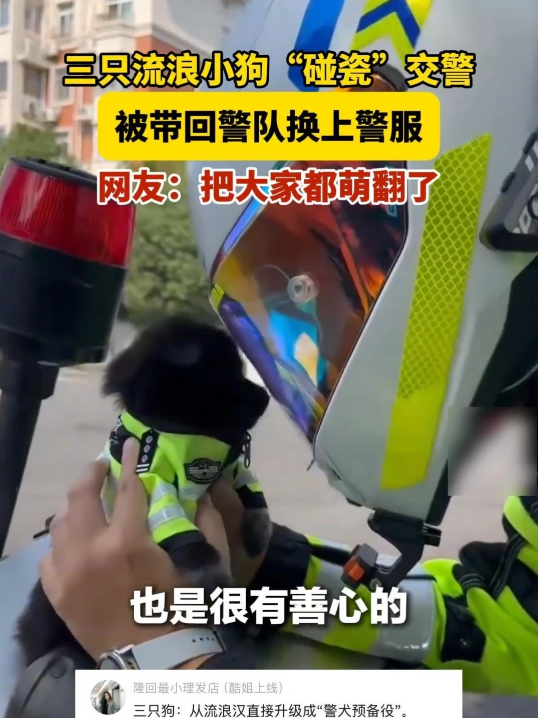 三只流浪小黑狗“碰瓷”交警，被带回警队换上警服，把大家都萌翻了。（来源：@安徽警方、央视新闻） #流