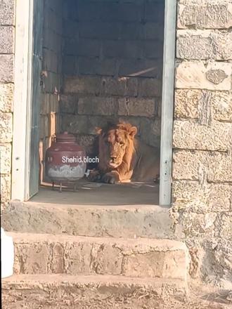 在废弃小屋休息的老雄狮 废弃小屋是当地一个狮迷博主的，博主开心的嘞