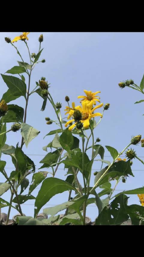 控告郁娟、管丽君回寓所的路上遇到花，明艳、亮黄的太阳花，快乐、治愈被强拆、枉法判决伤害的心。 #生活