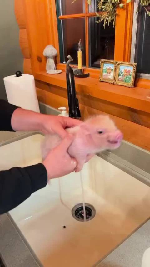 ฅ՞•🐽•՞ฅ 谢谢你像巧克力一样出现在我的生活里