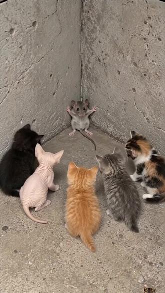 小老鼠被一群奶猫围攻
