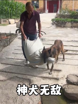 爷爷带大的狗狗“无敌”会帮忙干脏活累活，对爷爷巨细无遗