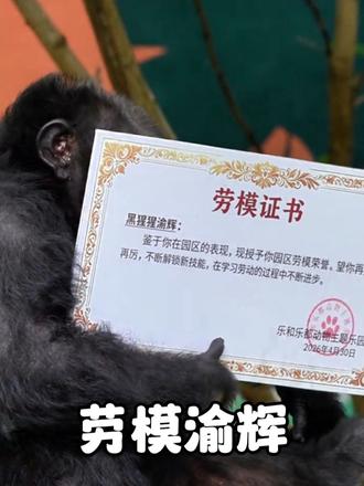 最像人的黑猩猩，会洗衣刷碗，会看书写字，还获得劳模证书
