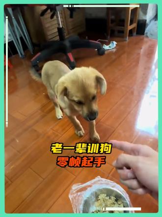 一棒打碎恶狗魂 我是乖乖啊主人