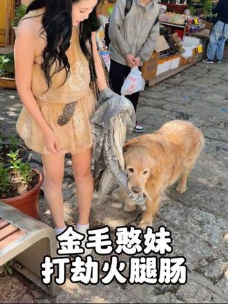 金毛“憨妹”打劫游客火腿肠被全街道拉黑