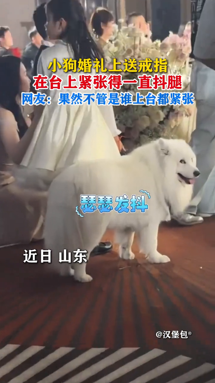 小狗婚礼上送戒指 在台上紧张得一直抖腿 网友调侃