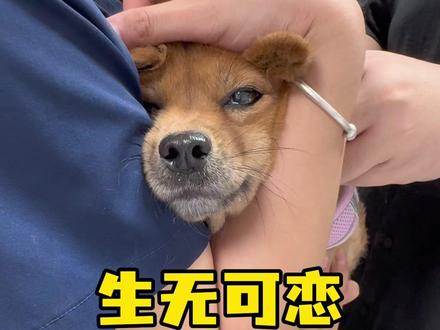 前两天小乖生病了…吃到什么了是个谜