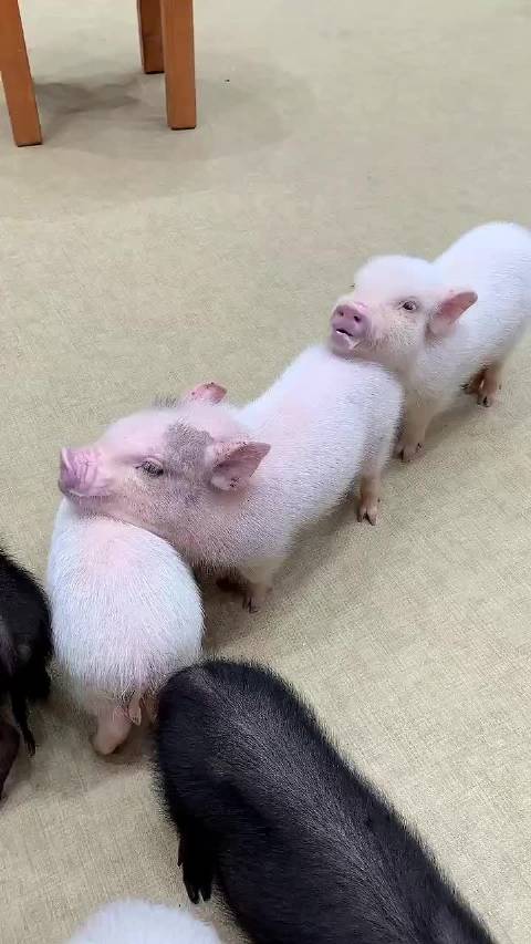 我的小肩膀永远给你靠