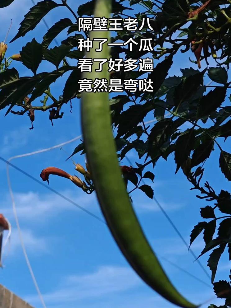 隔壁王老八，种了一个瓜，看了好多遍，竟然是弯哒