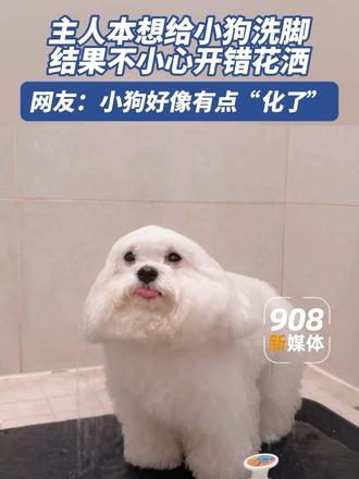 主人本想给小狗洗脚，没想到开错了花洒……