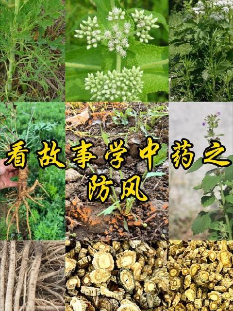 #中药材# #中草药# #中药本草#