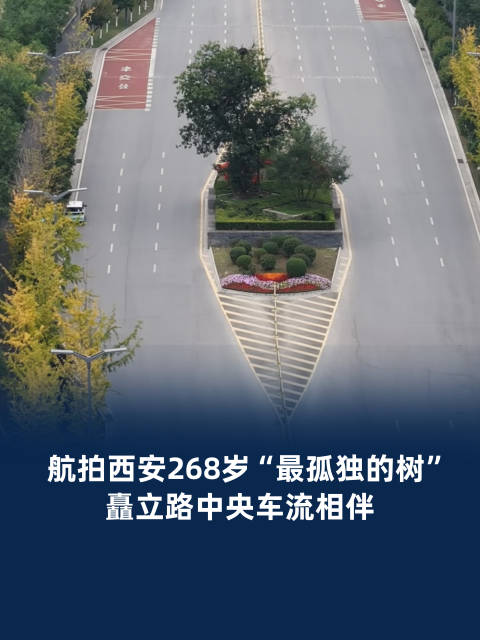 【#航拍西安268岁最孤独的树#：矗立路中央车流相伴】