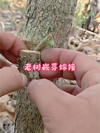 老树嵌芽嫁接 这种嵌卡式嫁接你见过吗？在树干开槽嵌入新芽，拉力膜密封保湿，提高嫁接成活率