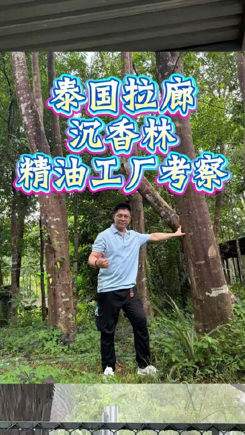 泰国拉廊沉香林，精油工厂考察！ 🌧️狂风暴雨空降泰国拉廊沉香产地 ，先探访本地精油工厂 沉香木粉发酵